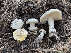 Tricholoma apium