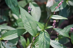 Persicaria posumbu