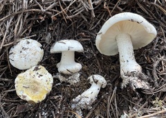 Tricholoma apium