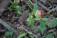 Persicaria posumbu