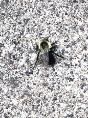 Bombus impatiens