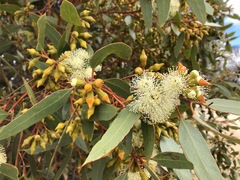Eucalyptus incrassata