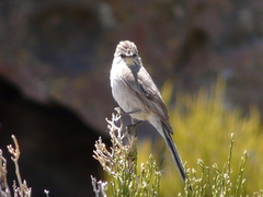 Leptasthenura aegithaloides