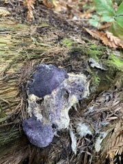 Bionectriaceae