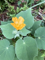 Allowissadula holosericea