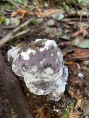 Bionectriaceae