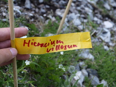 Hieracium villosum