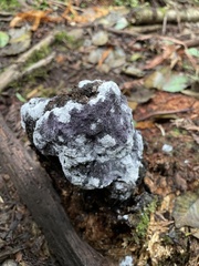 Bionectriaceae