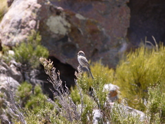 Leptasthenura aegithaloides