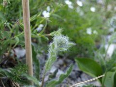 Hieracium villosum