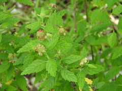 Varronia bullata