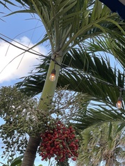 Dypsis lutescens