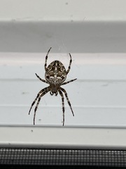 Araneus diadematus