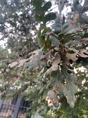 Andricus kingi