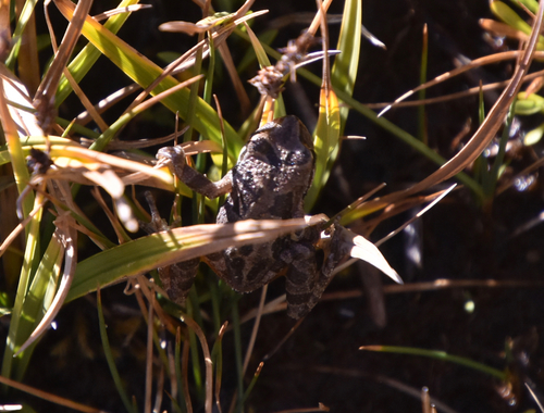 iNaturalist observation photo of Pacific chorus frog