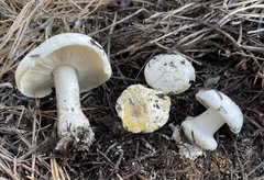 Tricholoma apium