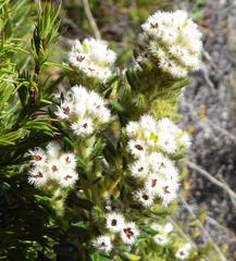 Phylica strigosa strigosa