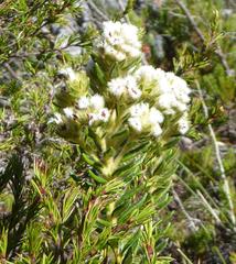Phylica strigosa strigosa