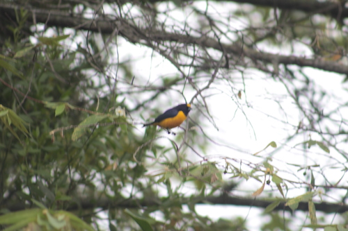 Euphonia concinna
