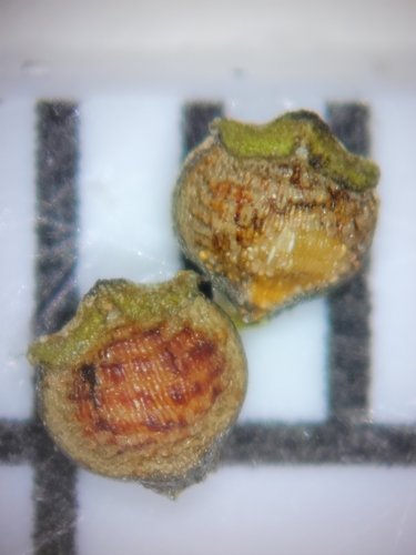 Image of Rhynchospora eximia by (c) Jay Horn, some rights reserved (CC BY)