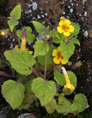 Erythranthe geniculata