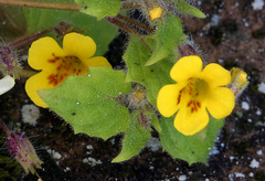 Erythranthe geniculata