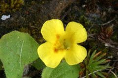 Erythranthe geniculata