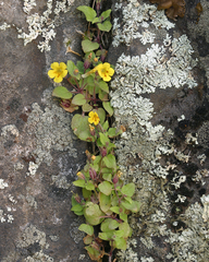 Erythranthe geniculata