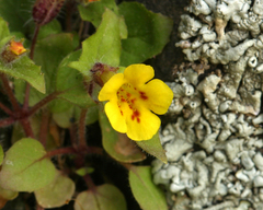 Erythranthe geniculata