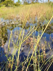 Paspalum monostachyum