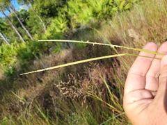 Paspalum monostachyum