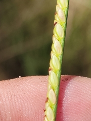 Paspalum monostachyum