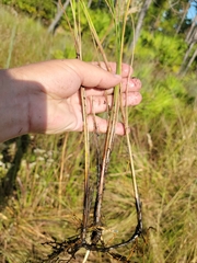 Paspalum monostachyum
