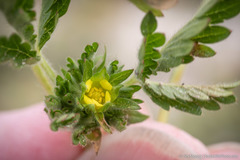 Potentilla rivalis