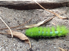 Automeris coresus