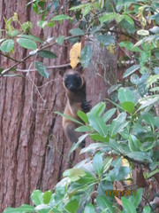 Dendrolagus lumholtzi