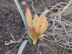 Zephyranthes gilliesiana
