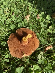 Chalciporus piperatus