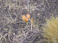 Zephyranthes gilliesiana