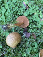 Chalciporus piperatus