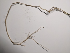 Convolvulus arvensis