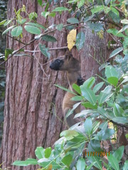 Dendrolagus lumholtzi