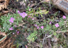 Boronia gracilipes