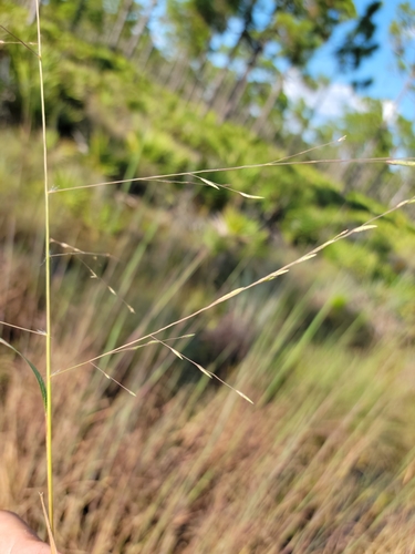 Image of Coastal Lovegrass by (c) Jay Horn, some rights reserved (CC BY)