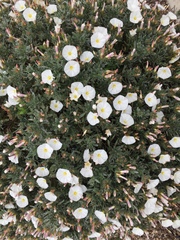 Convolvulus cneorum