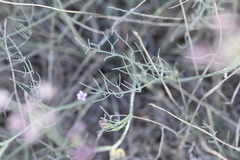 Seseli tommasinii