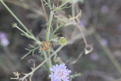 Scabiosa triandra