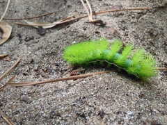 Automeris coresus