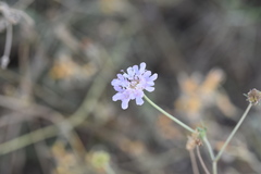 Scabiosa triandra