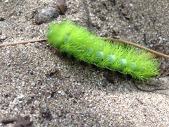 Automeris coresus